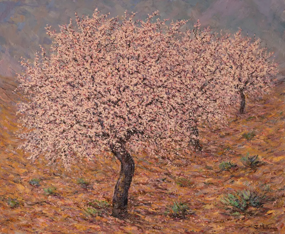Lone almond tree in blossom