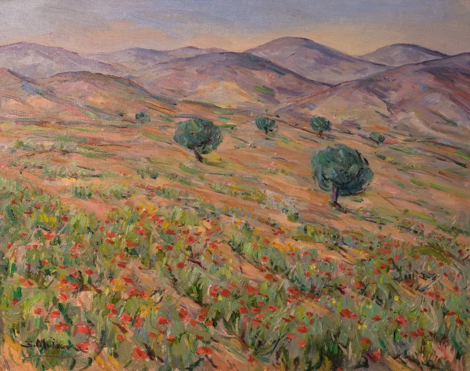Poppies among olive trees