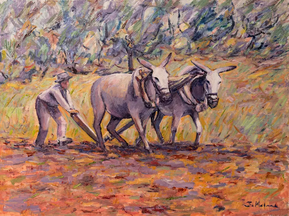 Ploughing with two mules
