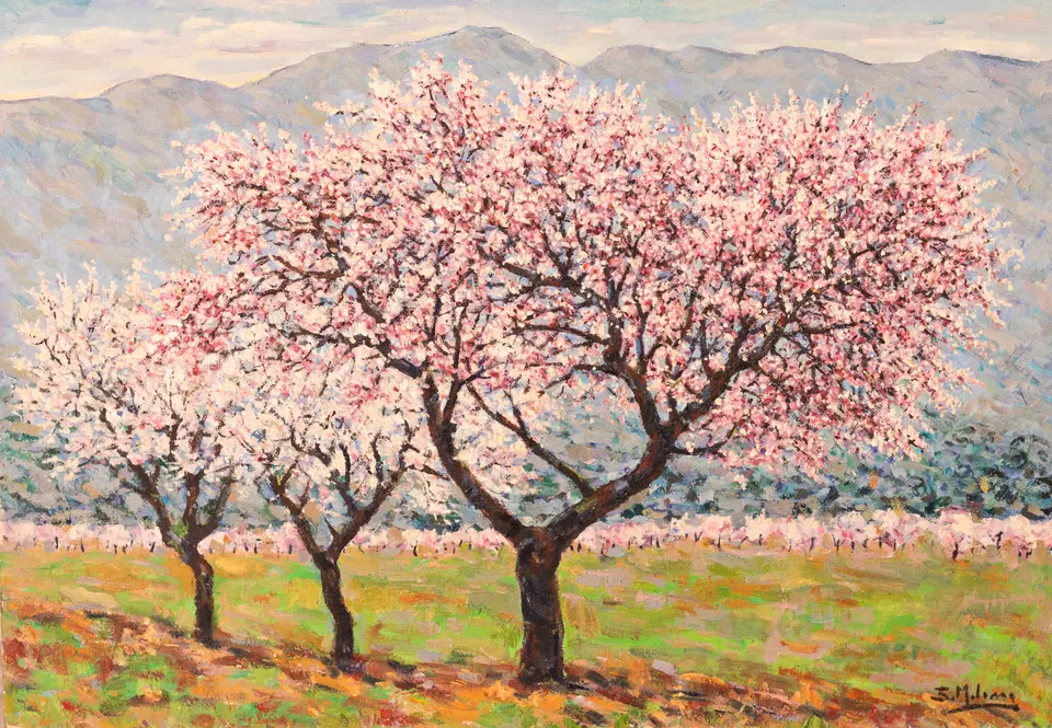 Three almond trees in blossom