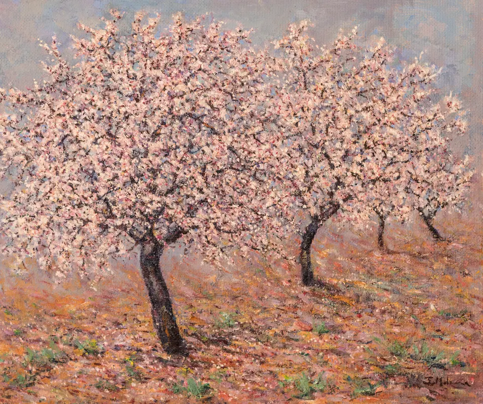 Almond trees on red earth