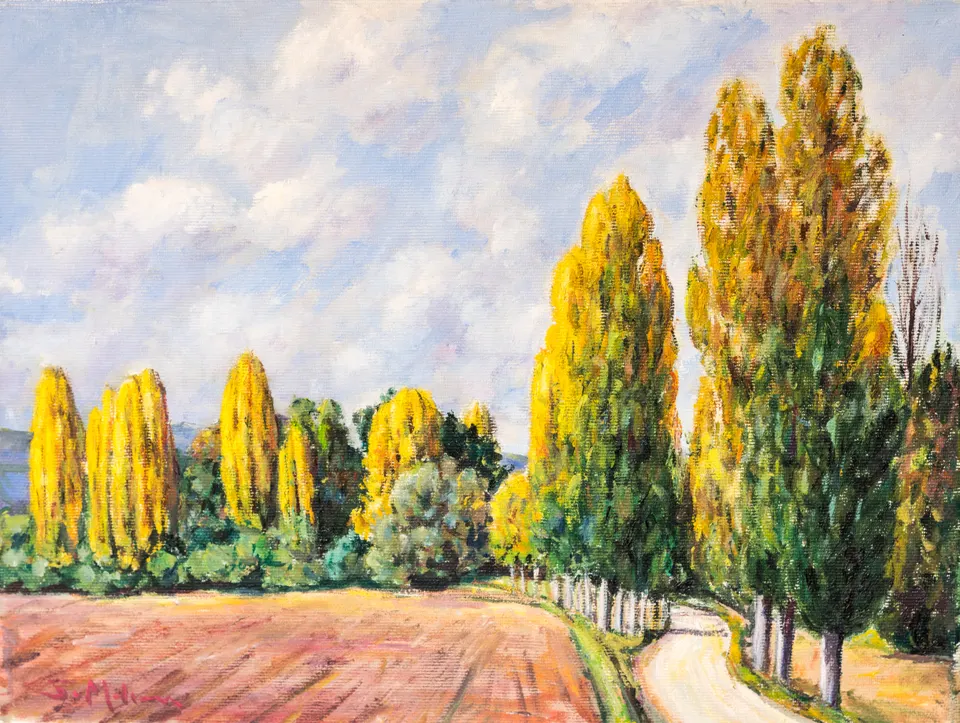 Poplars beside the road