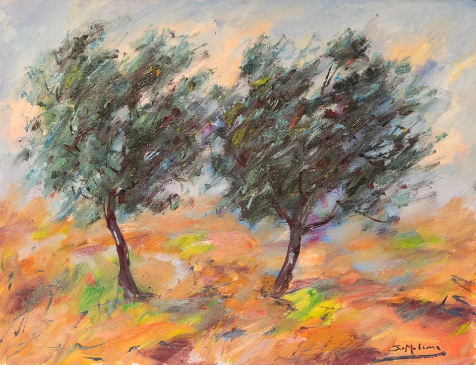 Two windblown olive trees