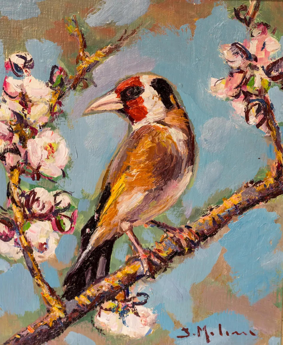 Goldfinch among almond blossom