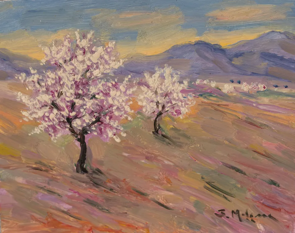 Almond trees in blossom