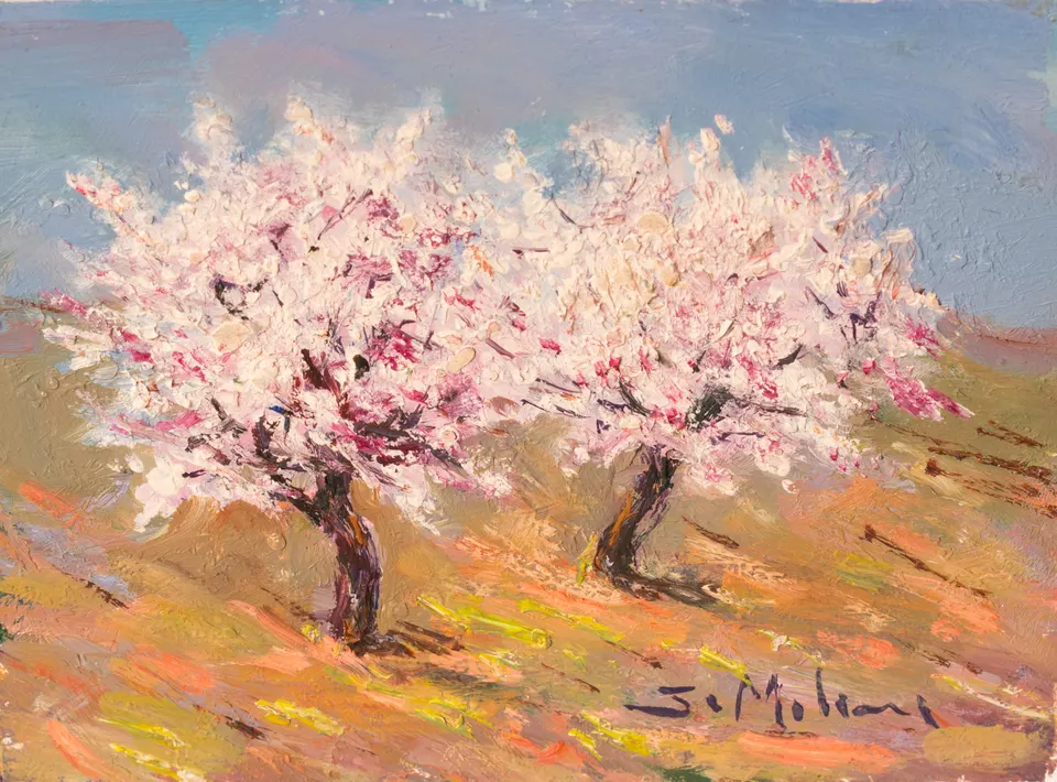 Two almond trees in bloom