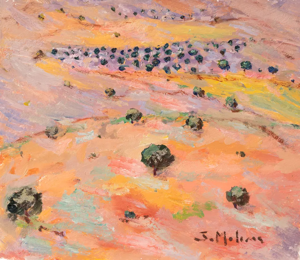 Olive groves from above