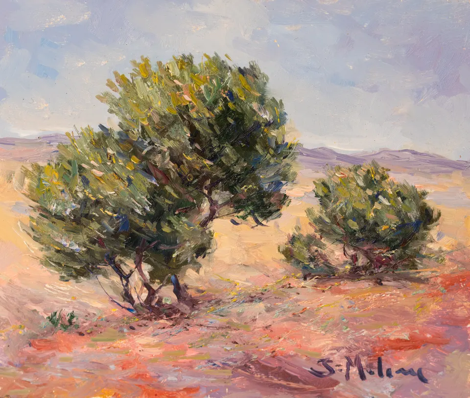 Olive trees on orange earth
