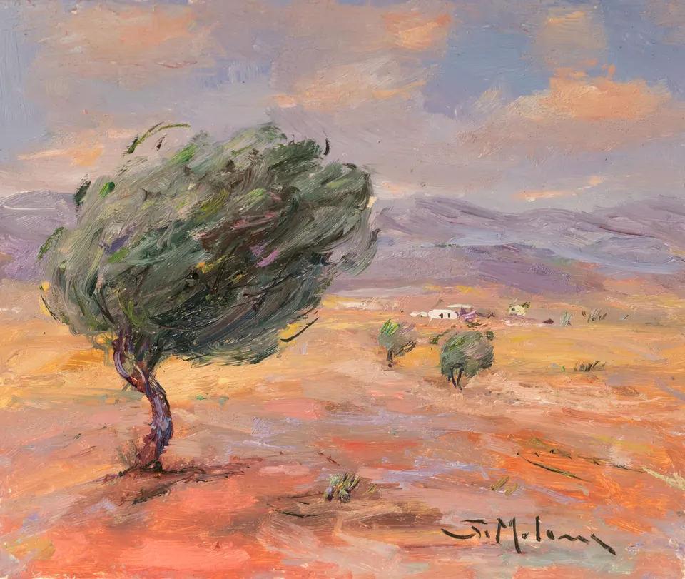 Lone olive on the plain